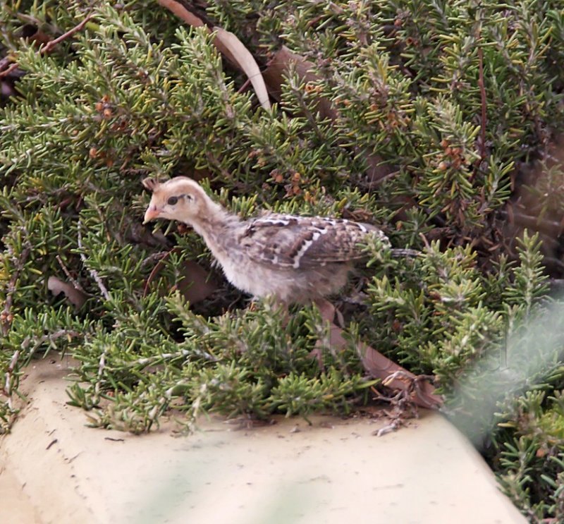 Gambels Quail - chick_2003.jpg