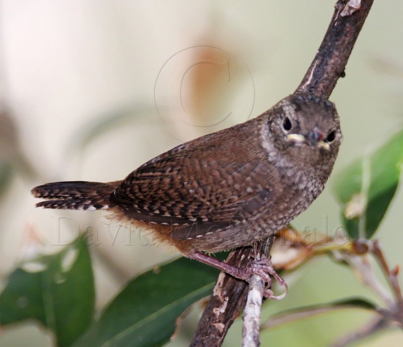 Northern House Wren (Brown-throated)_1585.jpg