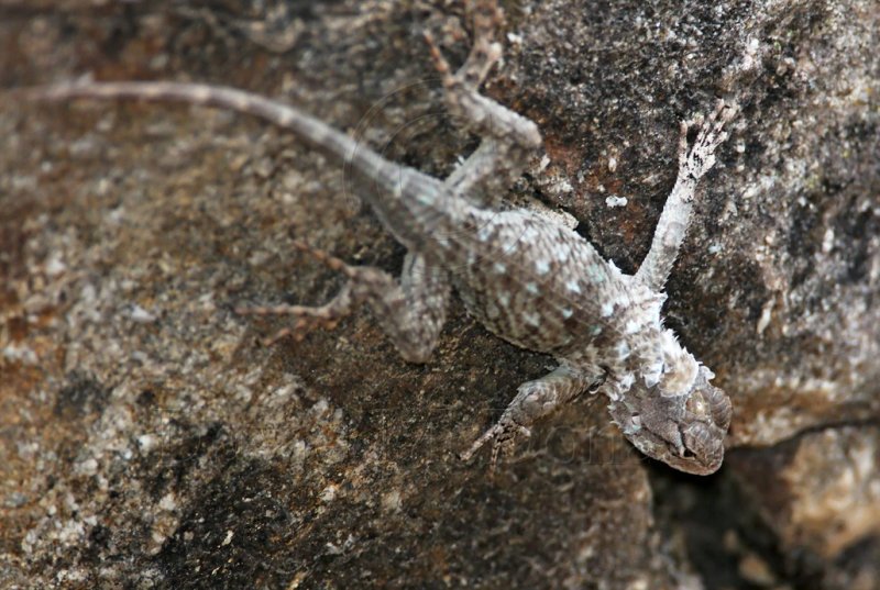 Clarks Spiny Lizard_2045.jpg