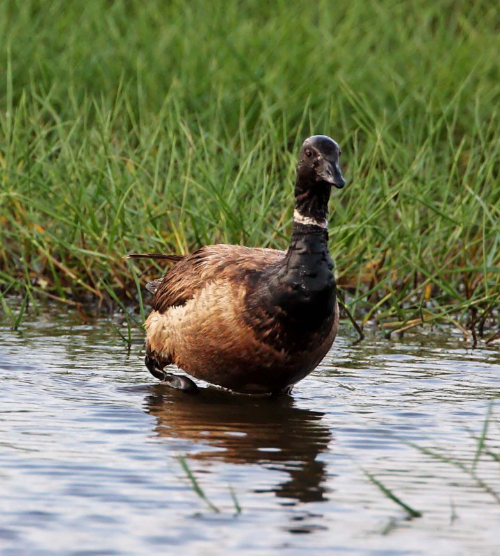 Brant_3044.jpg