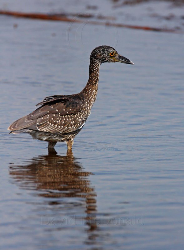 Yellow-Crowned Night-Heron - juvenile_3321.jpg