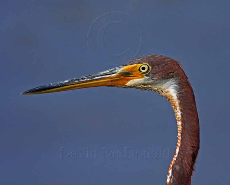 Tricolored Heron - juvenile_3297.jpg