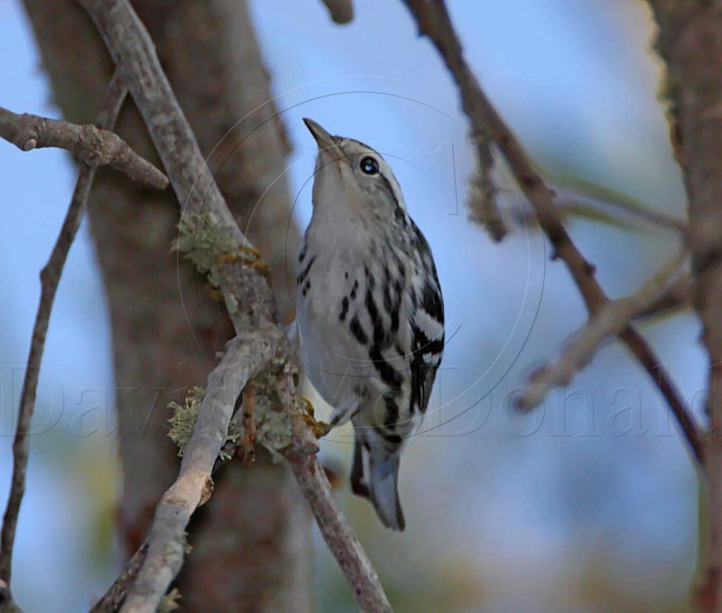 Black-and-white Warbler - female_3464.jpg