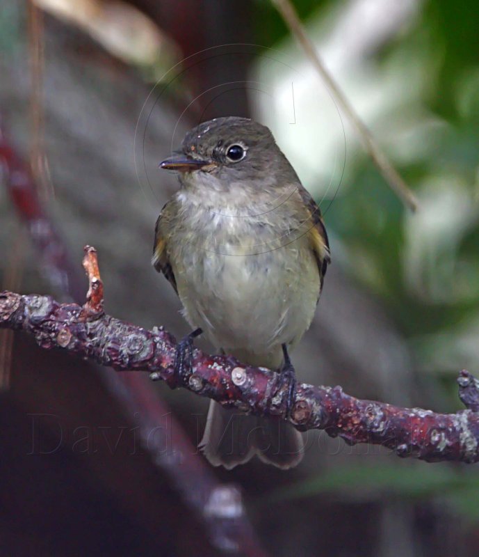 Alder Flycatcher_3711.jpg