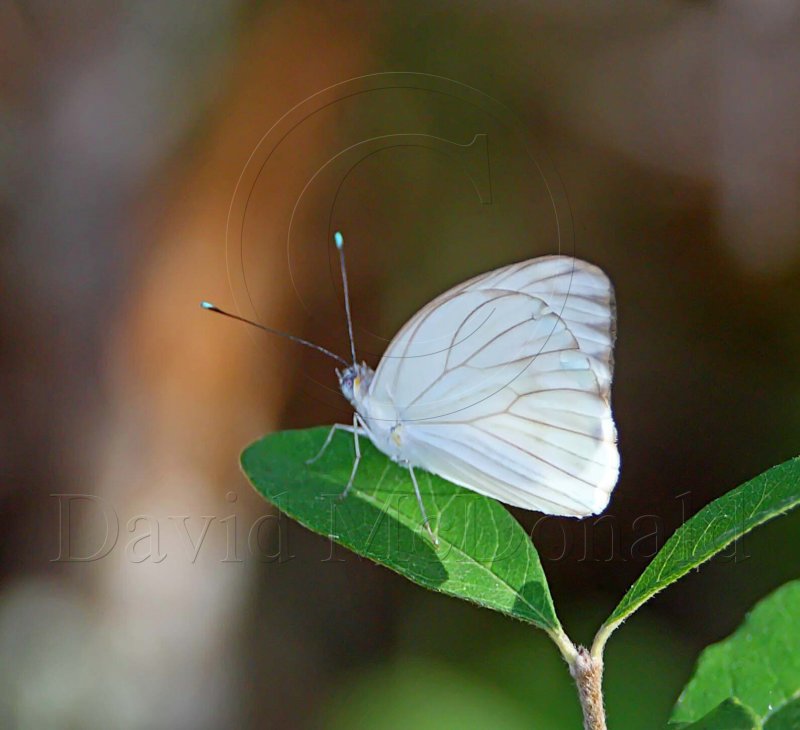 Great Southern White - female_3072.jpg