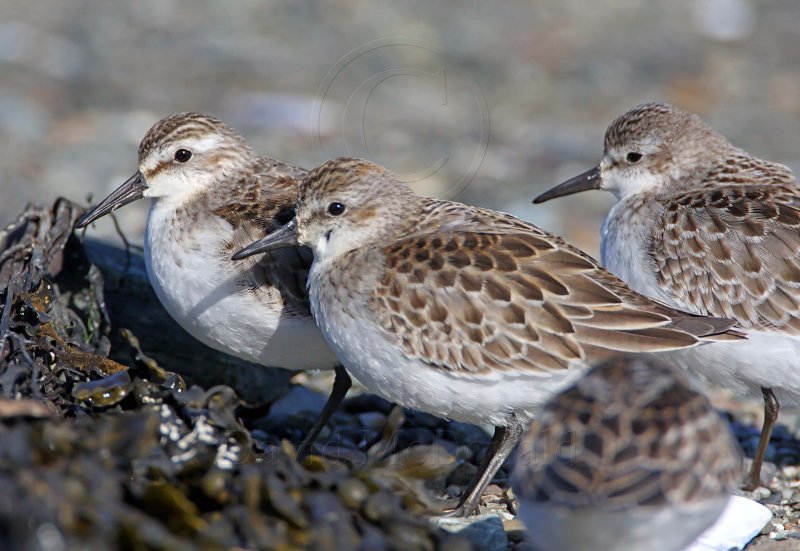 Semipalmated Sandpiper - winter_4192.jpg
