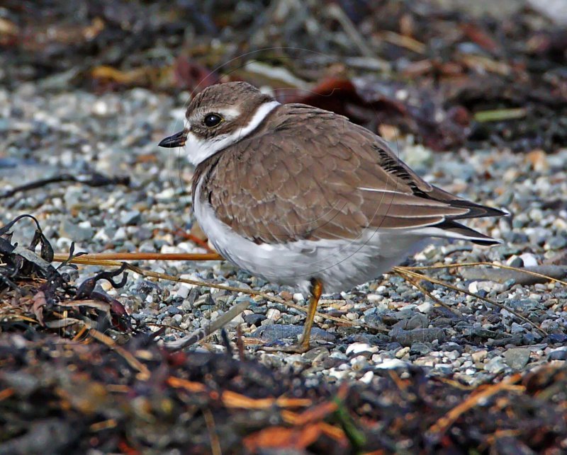 Semipalmated Plover - winter_5107.jpg