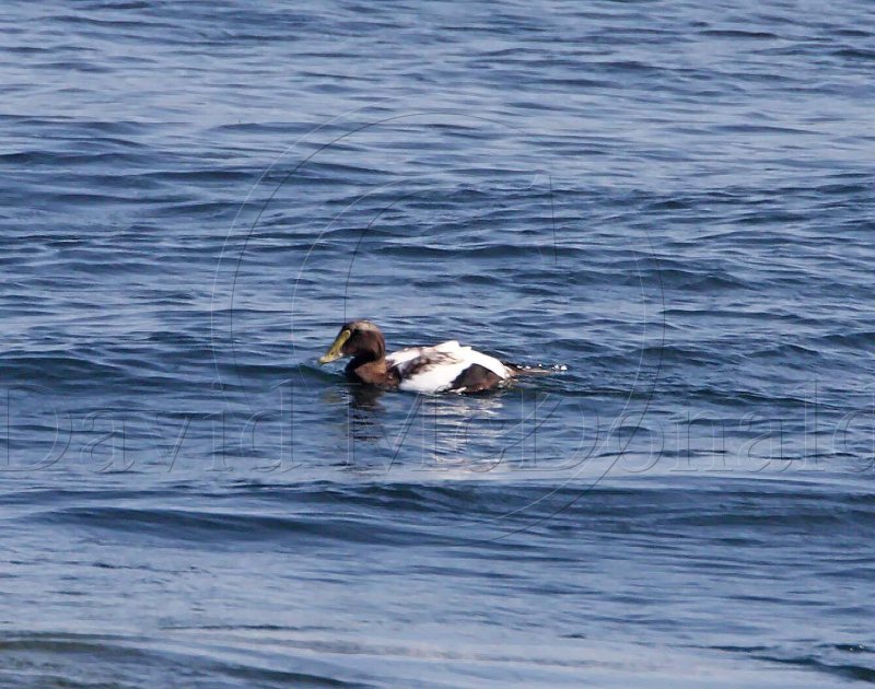 Common Eider - male_3929.jpg