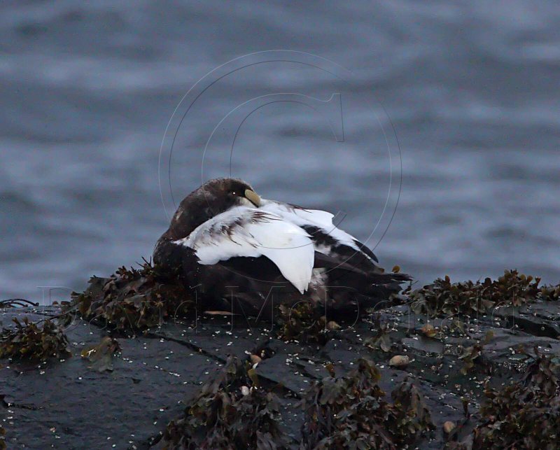 Common Eider - male_4603.jpg