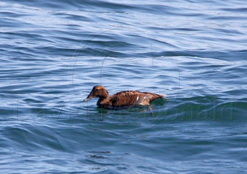 Common Eider - female_3899.jpg