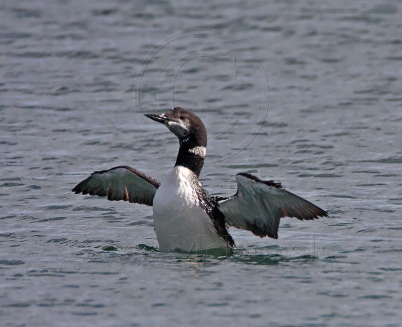 Common Loon_5014.jpg