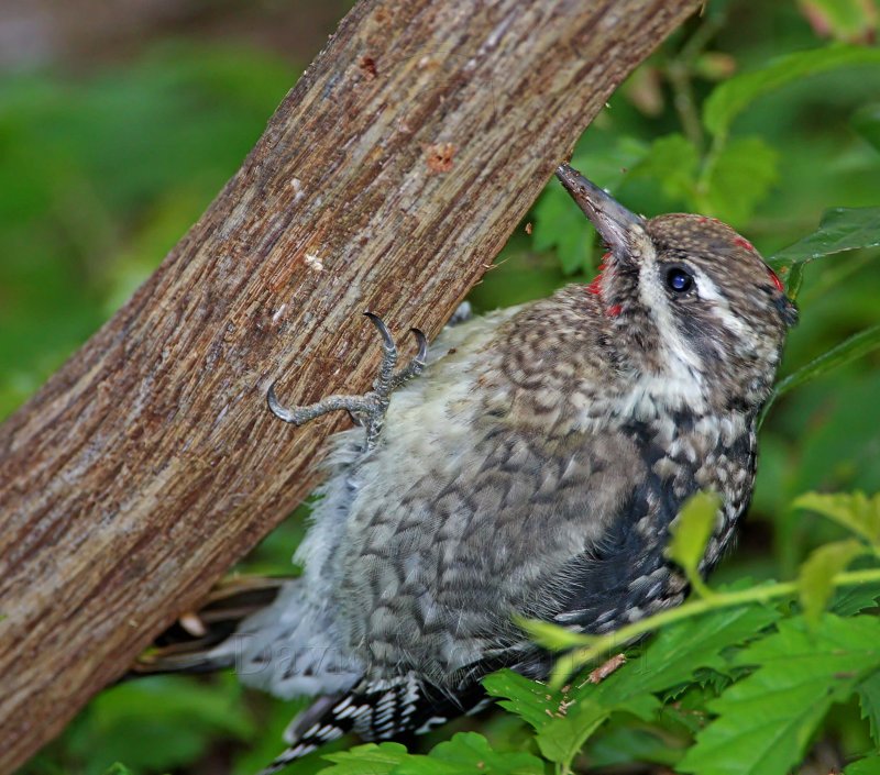 Yellow-bellied Sapsucker - juvenile male_5268.jpg