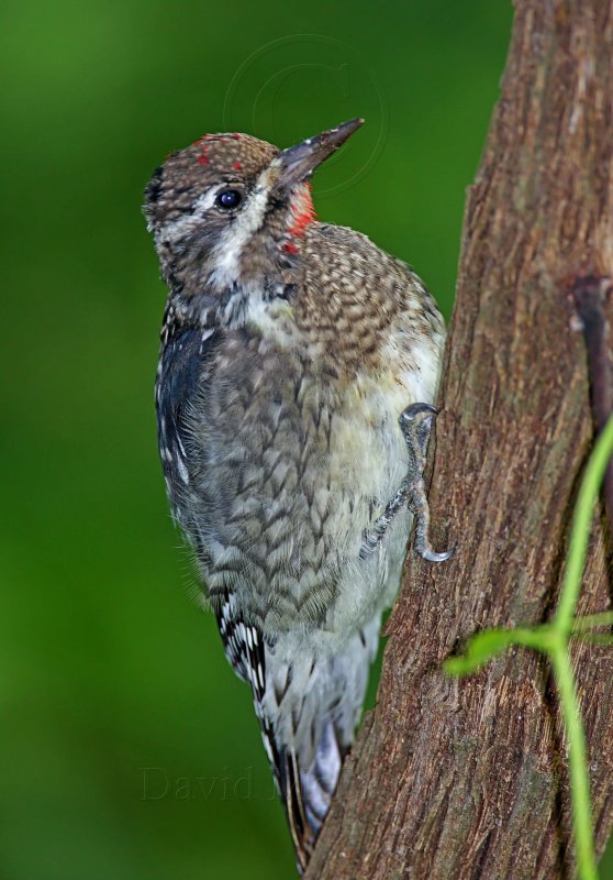 Yellow-bellied Sapsucker - juvenile male_5287.jpg