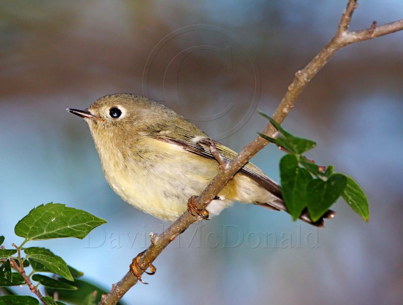 Ruby-crowned Kinglet_5231.jpg