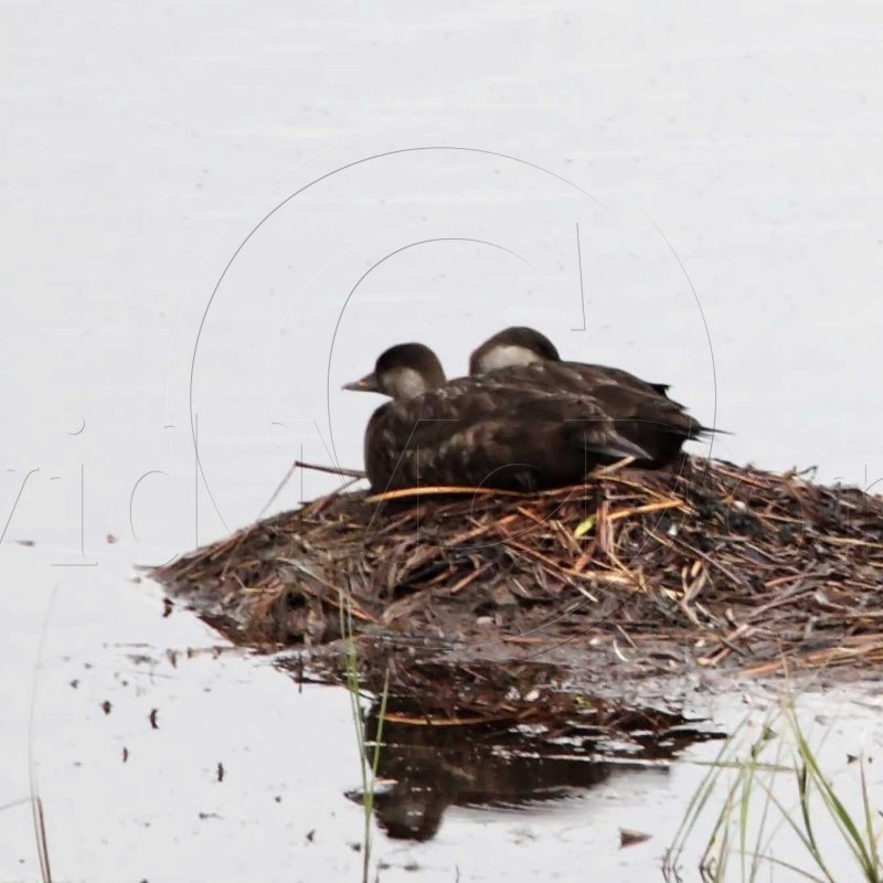 Black Scoter - female_6261.jpg