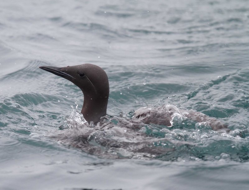 Common Murre - breeding_7023.jpg