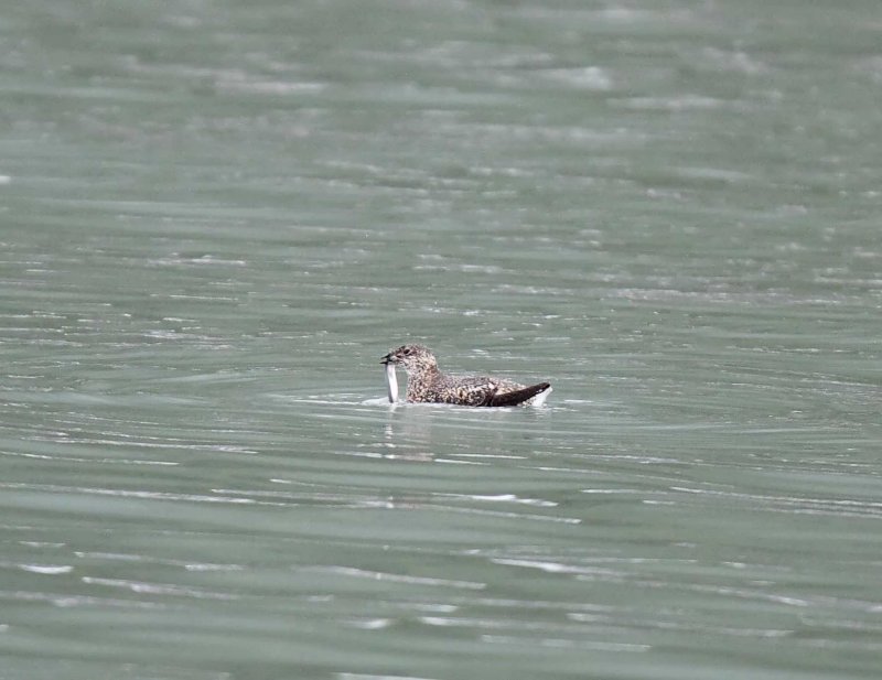 Kittlitzs Murrelet - breeding_6974.jpg
