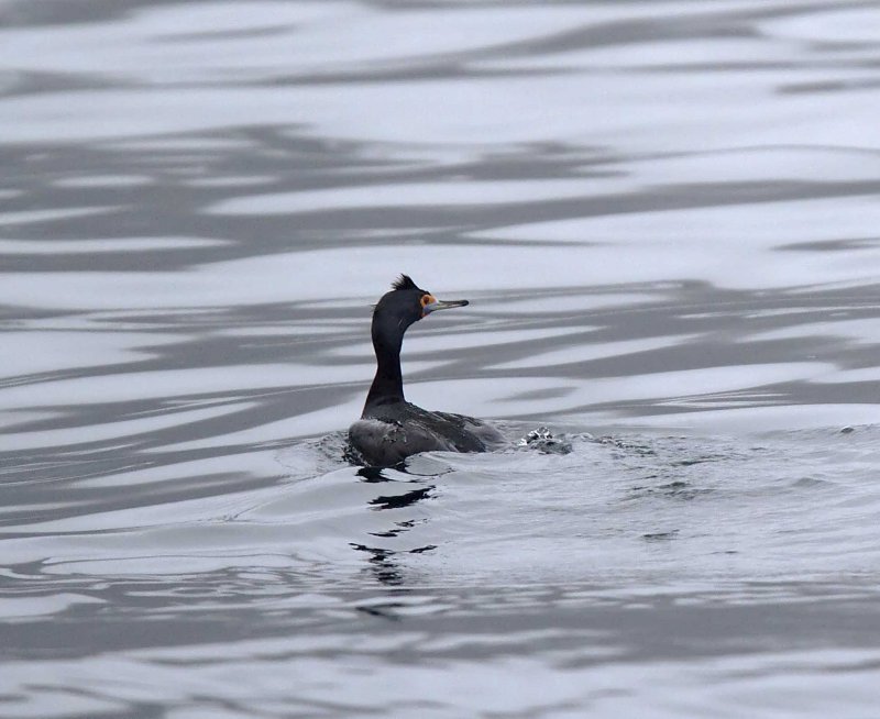 Red-faced Cormorant - non-breeding_7059.jpg