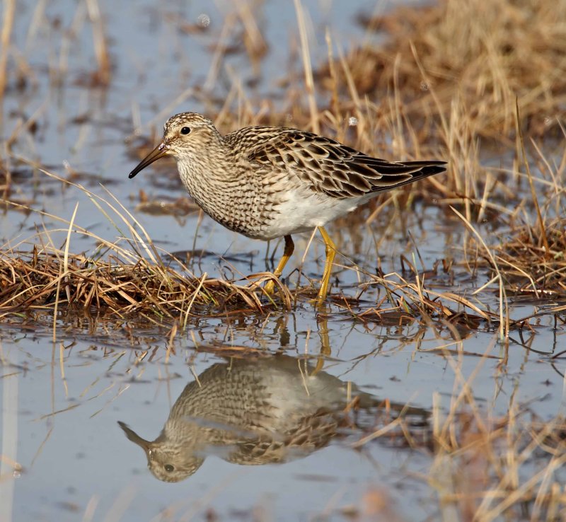 Pectoral Sandpiper_4310.jpg