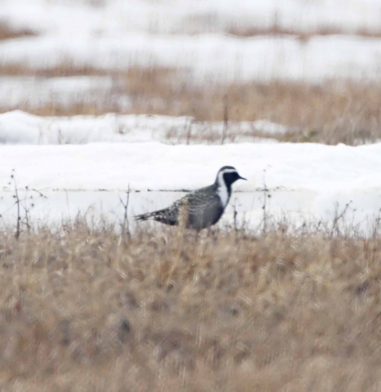 American Golden-Plover - breeding_4337.jpg