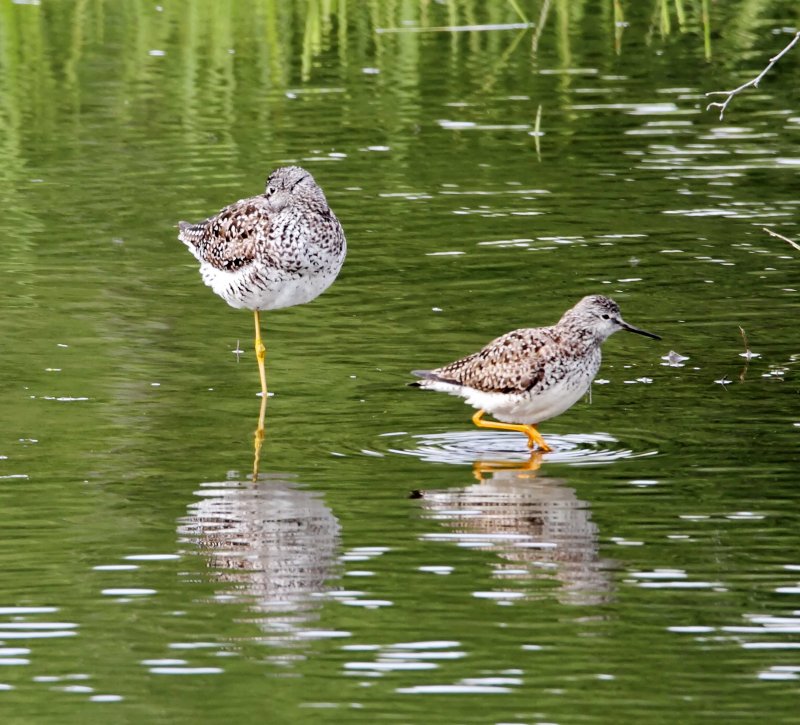 Yellowlegs - Greater  Lesser_5008.jpg