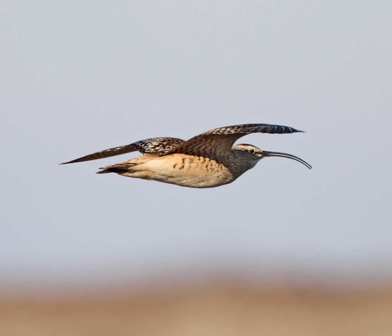 Bristle-thighed Curlew_3037.jpg