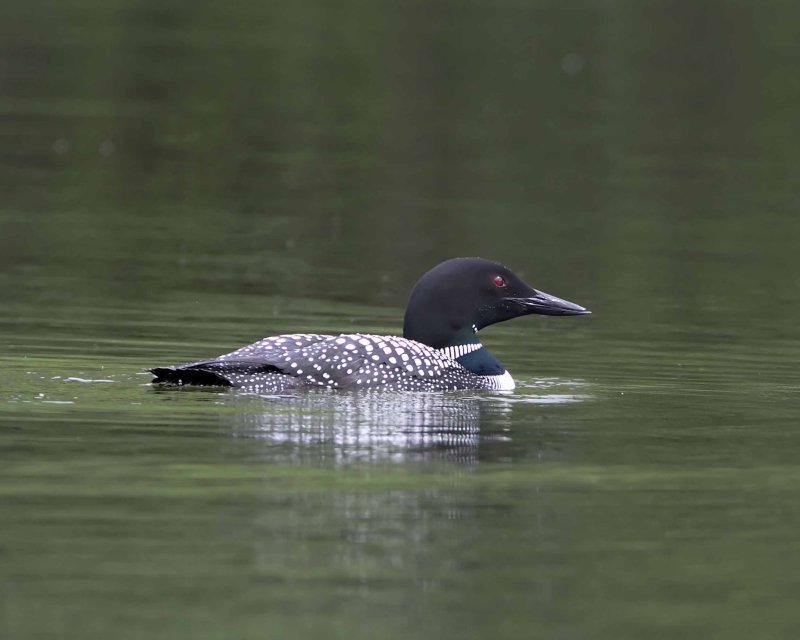 Common Loon - breeding_7607.jpg