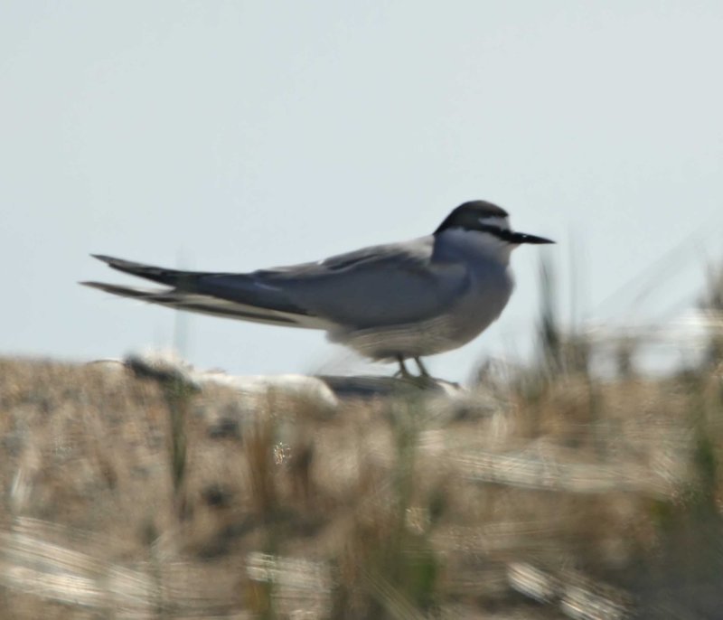 Aleutian Tern_2583.jpg