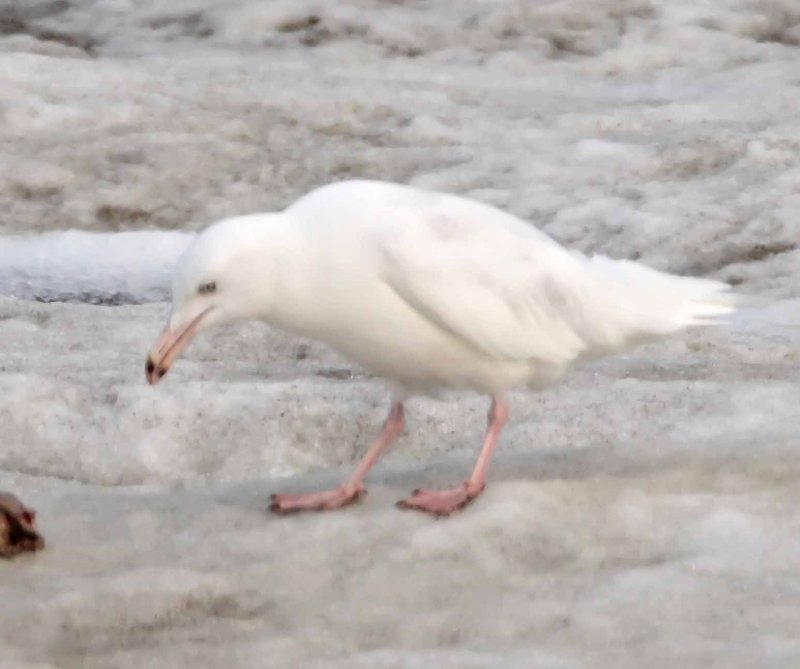 Glaucous Gull - 2nd winter_4574.jpg