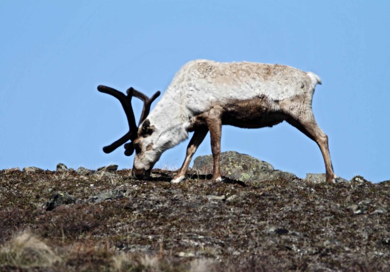 Caribou (Reindeer)_3717.jpg
