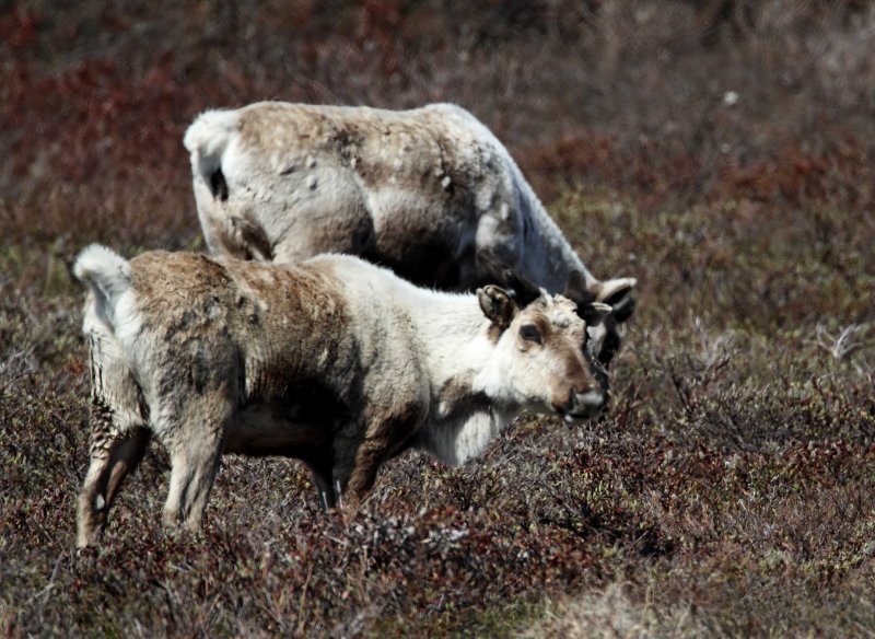 Reindeer_3701.jpg