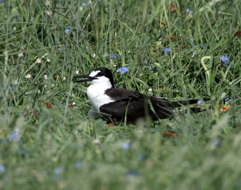 Sooty Tern - Rockport_8145.jpg