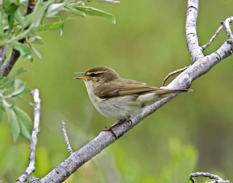 Arctic Warbler_6154.jpg