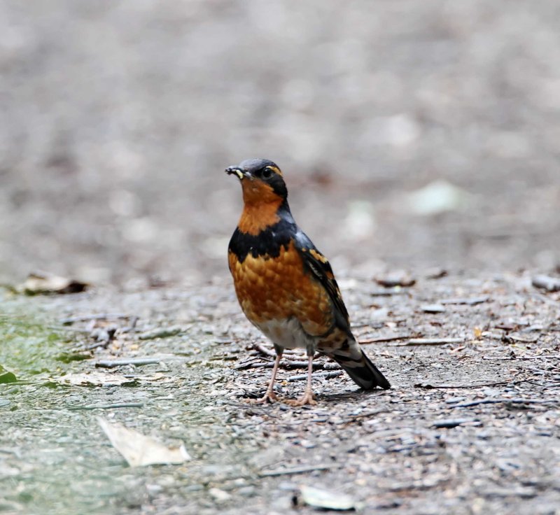 Varied Thrush - male_7558.jpg