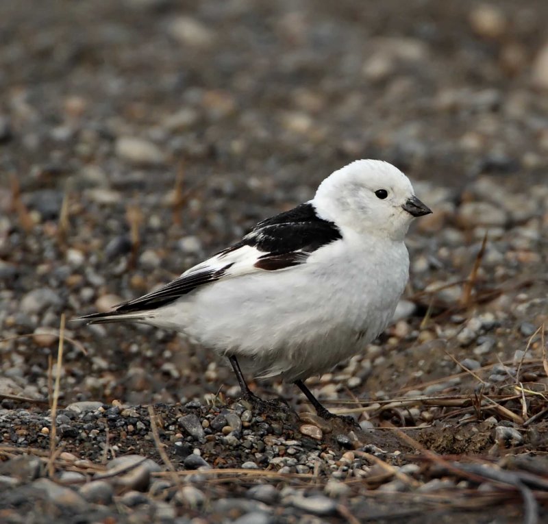 Snow Bunting_4964.jpg
