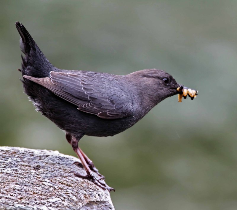 American Dipper - adult_6066.jpg