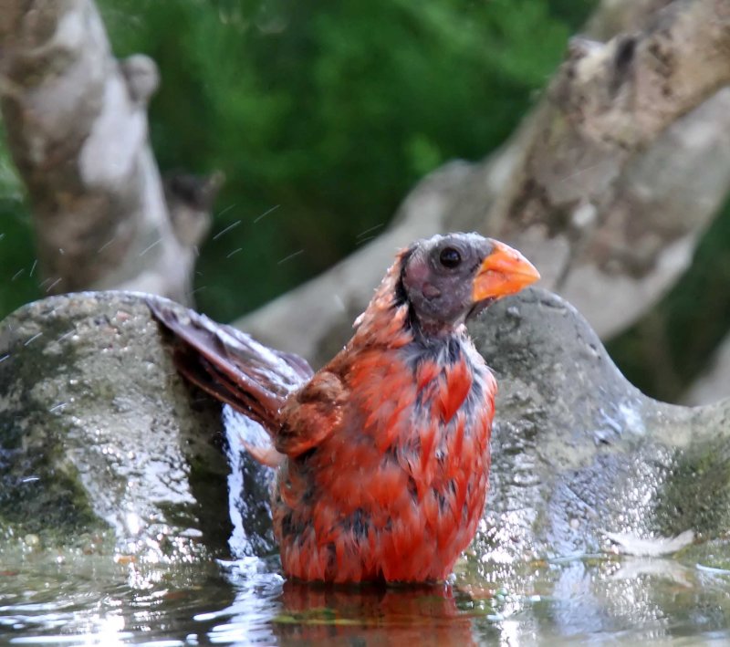 Northern Cardinal - molting_8228.jpg