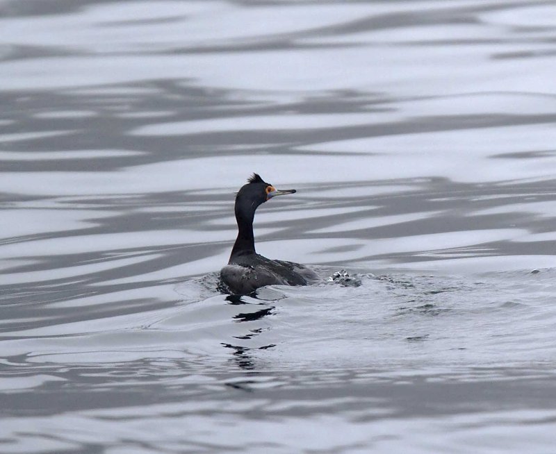 S023-2 Red-faced Cormorant - non-breeding_7059.jpg