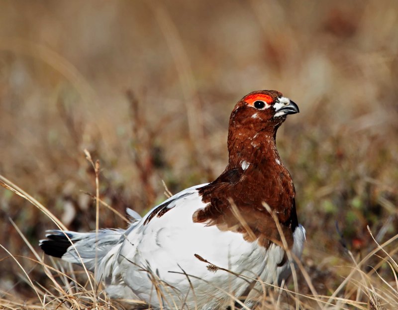 Willow Ptarmigan - male_2884.jpg