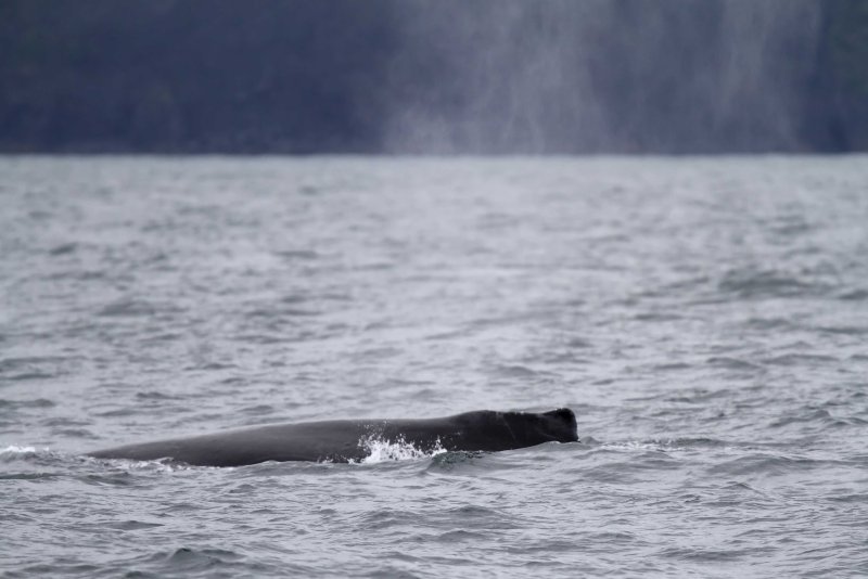 Humpback Whale_6496.jpg