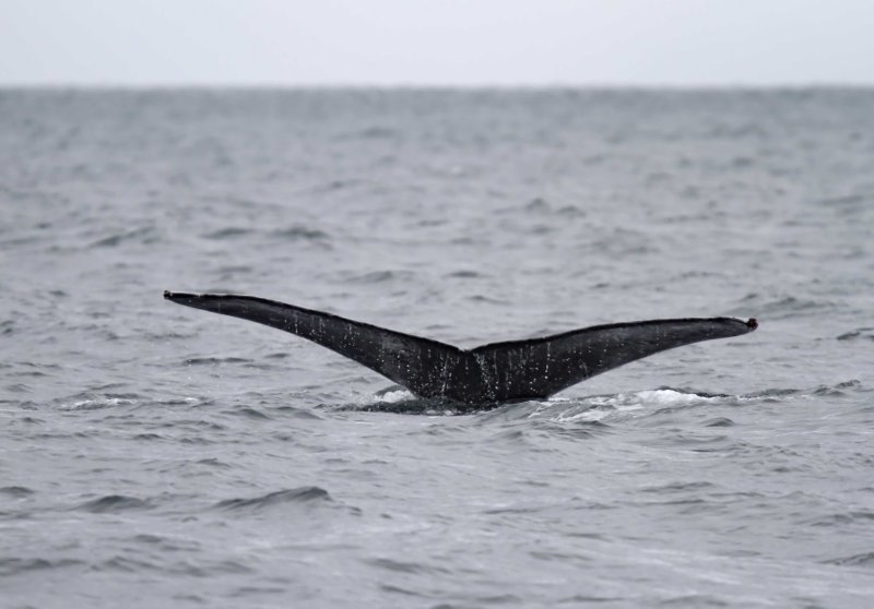 Humpback Whale_6511.jpg