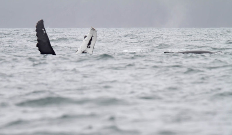 Humpback Whale_6653.jpg