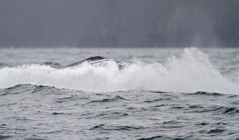 Humpback Whale_6665.jpg