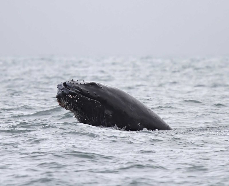 Humpback Whale_6684.jpg