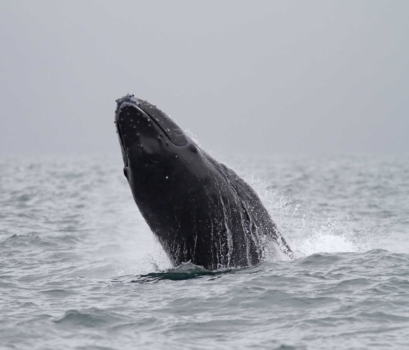 Humpback Whale_6694.jpg