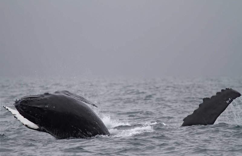 Humpback Whale_6698.jpg
