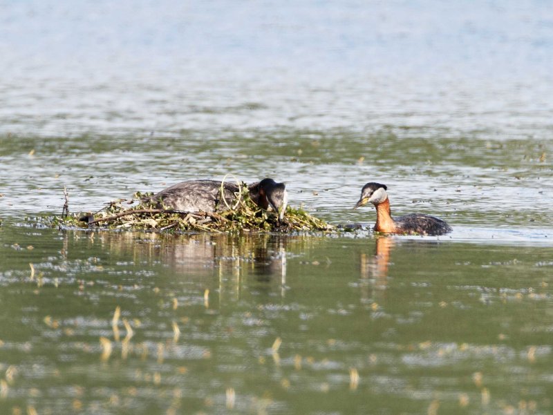Red-necked Grebe - nest_5514.jpg