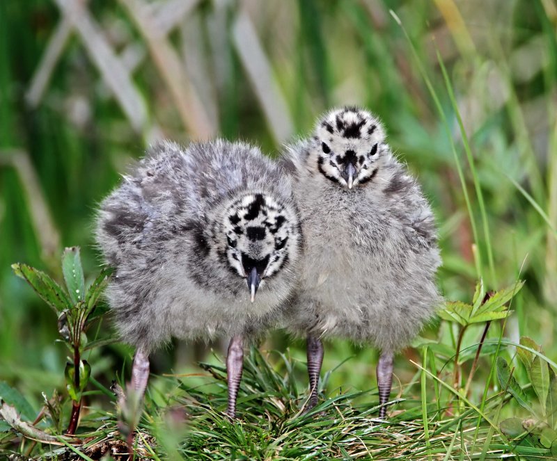 Mew Gull -  chicks_7854.jpg