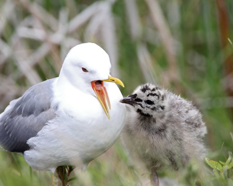 Mew Gull -  adult  & chick_7852.jpg