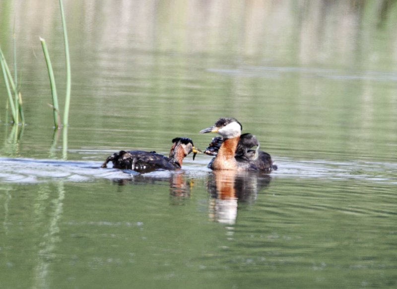 Red-necked Grebe with babies_5406.jpg